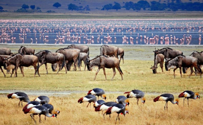 Située au nord de la Tanzanie, l’aire de conservation du Ngorongoro est l’un des parcs les plus visités de la Tanzanie.